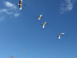 IMG_0636